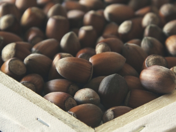 Fusilli integrali con pesto di nocciole e basilico