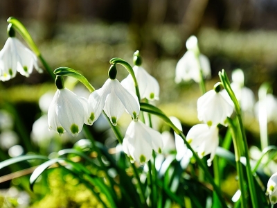 Fiori di Bach per favorire la gravidanza