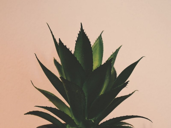 L’aloe e le sue proprietà benefiche