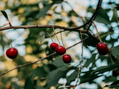 Ciliegie in gravidanza: si possono mangiare?