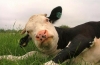 La vita segreta di una mucca