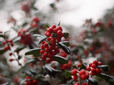 Piante invernali da balcone: le più belle e semplici