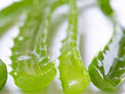 Disintossicarsi con l'aloe