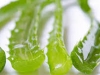 Disintossicarsi con l&#039;aloe