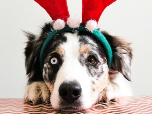 Letterina a babbo Natale