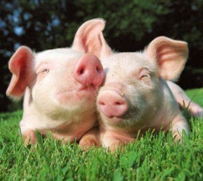 La fattoria delle coccole