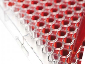 Cellule staminali, cosa ne sanno gli Italiani