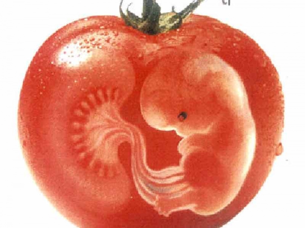 Nuove ricerche sugli OGM