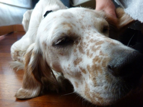 Adottare un cane in una famiglia con bimbi: istruzioni per l&#039;uso