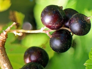 Ribes Nigrum, antiossidante e antistaminico