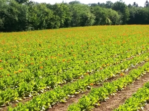 I Gardens Weleda: dove tutto ha inizio seguendo la perfezione della natura